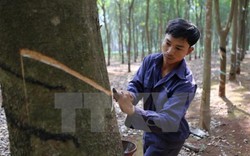 Các tỉnh Tây Nguyên đóng chặt cửa rừng, không trồng mới cao su