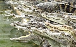 Cá sấu ở Sài Gòn bị bỏ đói vì rớt giá