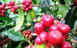 Giá nông sản hôm nay 13.6: Tiêu tăng nhẹ, cà phê gần chạm mốc 44.000 đ/kg
