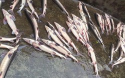Sa Pa: Xót xa 4 tấn cá tầm, cá hồi  bỗng "lăn quay" chết bất thường