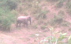 Sơn La: Dân khốn khổ vì voi rừng giết trâu, phá ruộng