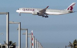 Doanh nhân muốn cho 4.000 con bò ngồi máy bay tới Qatar để lấy sữa