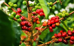 Giá nông sản hôm nay 14.6: Giá cà phê tăng cao khiến dân trồng tiêu phát thèm 