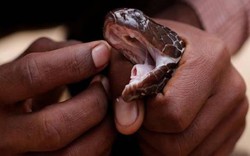 Ấn Độ: Bị rắn kịch độc cắn, chồng cắn vợ để chết cùng nhau