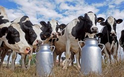 Đại gia thuê máy bay chở 4.000 bò sữa về cứu dân Qatar
