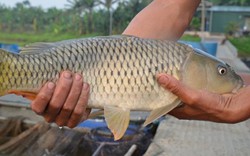 Biến cá chép, cá trắm thường thành cá giòn nhờ hạt đậu "thần kì"