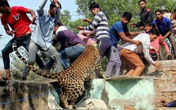 Ấn Độ: Đụng độ đám đông 1.500 người, báo đốm chết thảm