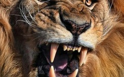 Đàn sư tử châu Phi tàn sát 1.500 người đẫm máu nhất lịch sử