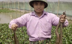 33 tuổi đời, 20 năm làm nghề “bảo mẫu” cho đàn rắn mòng