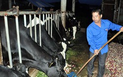Bán đàn heo 300 con để chỉ huy 30 con bò sữa trị giá 1,5 tỷ đồng