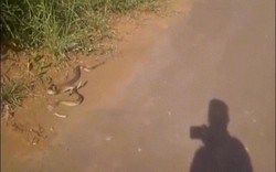 Video: Hổ mang chúa cắn ngập răng, đoạt mạng rắn kịch độc