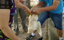 Nghệ An: Xúm tay "giải cứu' vịt cho nông dân, giá 70.000 đồng/con