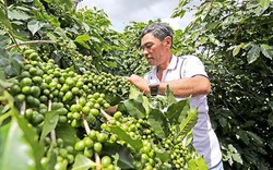 Giá nông sản hôm nay 17.6: Cà phê tăng 1.000 đ/kg, tiêu sát mốc 80.000 đ/kg