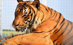 Hổ quý hiếm bất ngờ vồ chết nhân viên sở thú