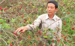 Mô hình mới: Trồng dâu ta lấy quả, mỗi năm có 200 triệu đồng