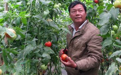 Người tiên phong đưa cà chua  giống Nhật về đất Lộc Nga