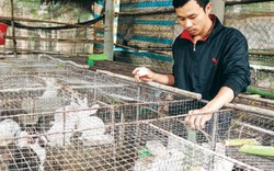 Triệu phú nuôi hàng ngàn con thỏ ở vùng gió  Lào, cát trắng