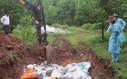 Quảng Ninh: Phát hiện ổ dịch tai xanh, tiêu hủy khẩn cấp 65 con lợn
