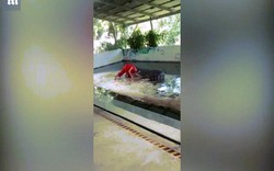Thái Lan: Huấn luyện viên bị cá sấu "nhai đầu" khi diễn