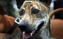 Nuôi hơn 100 con chó Phú Quốc, chị Lũy tích lũy gần tỷ đồng/năm