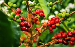 Giá nông sản hôm nay 20.6: Giá cà phê cực kỳ "nhạy cảm", tiêu ít người mua