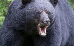 Gấu đen hơn 1 tạ truy đuổi và giết người chạy bộ ở Mỹ