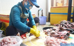 Làng chả cá Định Tân với nghề dùng muỗng để cạo thịt cá "đỏ lửa"