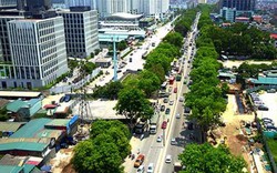 Chủ tịch Hà Nội: “Không thể trồng lại xà cừ trên các tuyến phố”