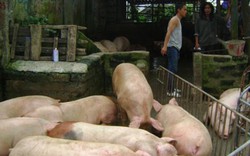 Chợ lợn lớn nhất miền Bắc tan nát theo cơn bão giá lợn
