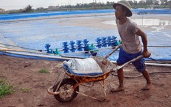 Ninh Bình: Tôm chết trắng đầm, 1.000 hộ “khóc không thành  tiếng”