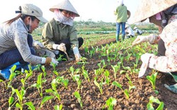 Nghịch lý nông sản hữu cơ giá cao phải cạnh tranh với "hàng chợ"