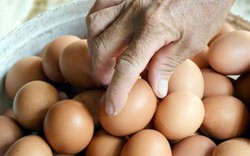 Bi đát trứng gà VietGAP rẻ hơn trứng gà thường