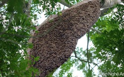 Thợ săn ong chuyên: Nhìn là biết nhiều hay ít mật, ngon hay không