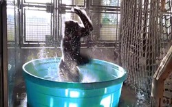 Khỉ đột phấn khích nhảy múa trong bồn tắm