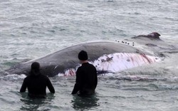 Úc: Cá voi khổng lồ chảy máu, cá mập bao vây rỉa thịt