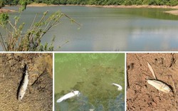Hà Tĩnh: Cá lóc chết bất thường trong hồ nước sinh hoạt 1 tuần