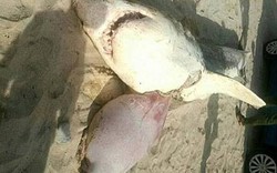 Thêm nạn nhân bị đàn cá voi sát thủ moi gan ở Nam Phi