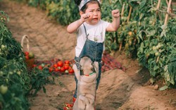 Em bé siêu đáng yêu ở vườn cà chua gây sốt mạng