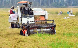 Chỉ có Trung Quốc thu mua, trồng nhiều lúa nếp dễ “chết”