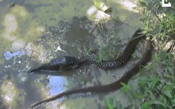 Bị rắn khổng lồ nuốt, cá dùng đòn độc chiến đấu đến cùng