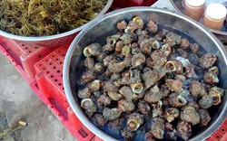 Hải sản "độc" lạ, tươi roi rói tại chợ cá sáng sớm trên đảo Lý Sơn
