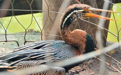 Clip: Cận cảnh chim cổ rắn cực quý hiếm ở Sài Gòn