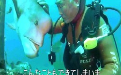 Nhật Bản: Cá khổng lồ 25 năm cho ân nhân ôm ấp, vuốt ve