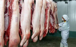 Bắc Ninh được chọn “làm điểm” về giết mổ, chế biến lợn