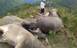 Sơn La: Kinh hoàng “thần sét” đánh chết liền lúc 6 con trâu mộng