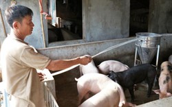 Sau 2 tháng giải cứu thịt lợn: Giá lợn lại quay về mốc 20.000 đ/kg