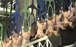 Xuất khẩu thịt lợn: Cho miếng nạc, vạc miếng xương