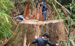 Tàn sát rừng ở Quảng Nam: Ai bảo kê cho lâm tặc?