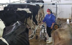LẠ MÀ HAY: Cho bò nghe nhạc, vắt được nhiều sữa hơn