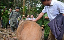 “Rừng đổ máu như máu mình đổ xuống”